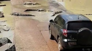 ¡Qué miedo! Turistas se encuentran rodeados por treintena de cocodrilos en carretera de Australia
