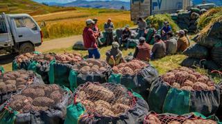 Apurímac: agricultores envían 120 toneladas de papa a mercados de Lima