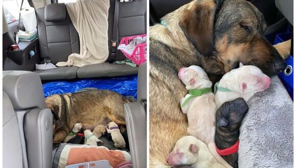 Pasaron 12 horas en el auto para que su perrita pudiera dar a luz en un lugar caliente. (Foto: Aubrey Morgan)