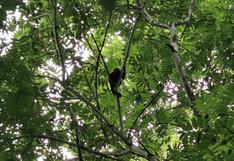Guardianes de la naturaleza: tres historias de éxito en la conservación de bosques en América Latina