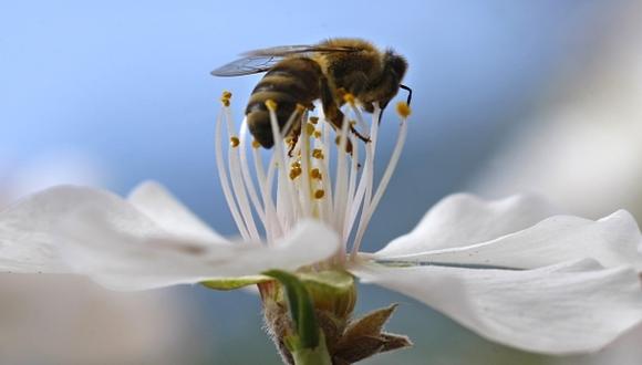 Las abejas recolectoras transportan el polen de las flores impregnado con pesticidas hasta las colmenas donde están las larvas (Foto: Reuters)
