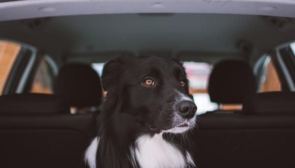 Como en todo proceso de adaptación y educación, a los perros hay que ir acostumbrándolos poco a poco para que sean unos buenos pasajeros.