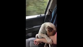 Así fue el conmovedor agradecimiento de un perro al ser rescatado [FOTOS y VIDEO]
