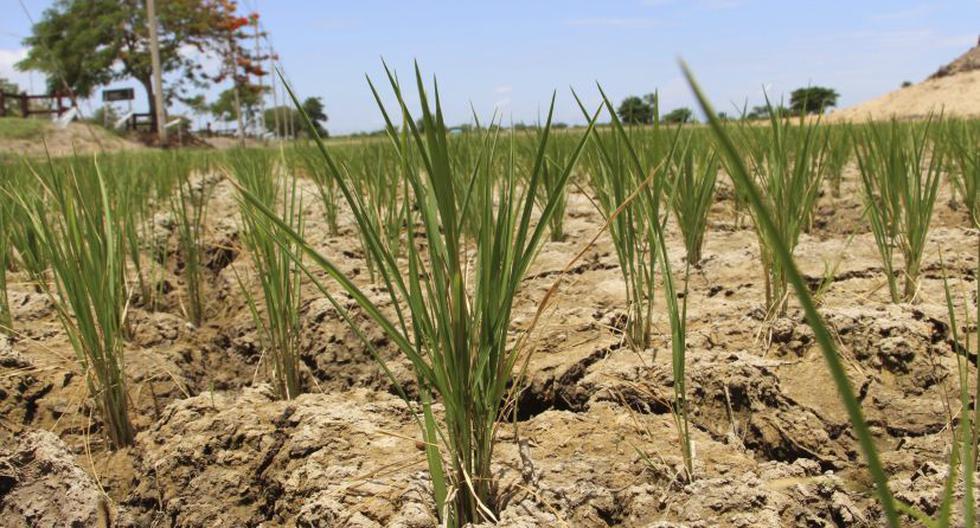 Campo de arroz afectado por sequía en localidad de Tailandia. (Foto: EFE)