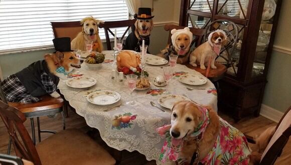 Perros demostraron sus buenos modales en el Día de Acción de Gracias. (Foto: Trish Gorry/Facebook)