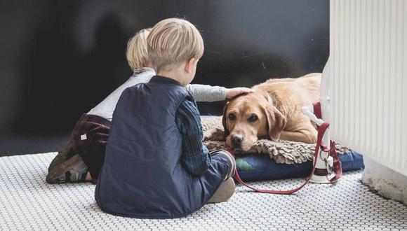 Las mascotas pueden ser focos de contagio, pero se puede evitar si sigues una correcta higiene en el hogar.