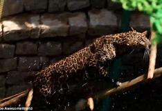 India: Impactante rescate de un leopardo que había caído a un pozo