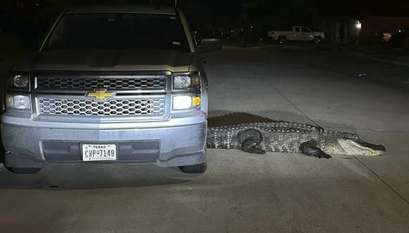 Viral: hombre sale a trabajar y encuentra debajo de su auto a un peligroso caimán de casi cuatro metros de largo | Foto: @Pct4Constable / Twitter