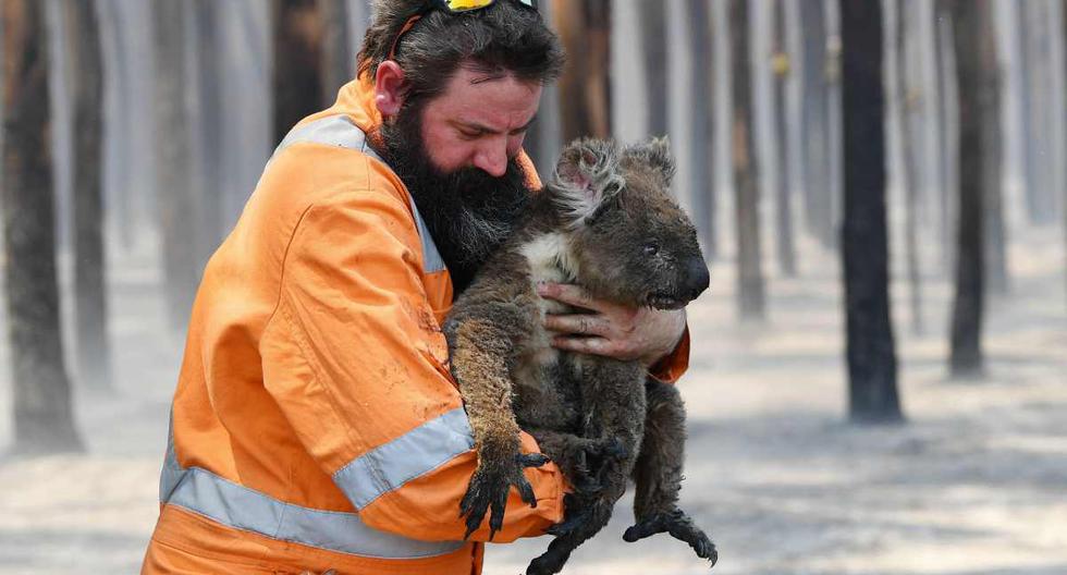 Los animales que han sobrevivido a los incendios, especialmente los koalas, se han quedado sin alimentos. Un grupo de personas decidió hacer algo al respecto.(Foto: EPA/AAP/DAVID MARIUZ)