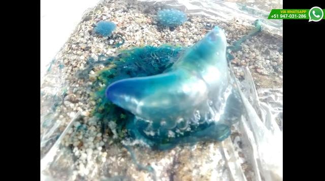 WhatsApp: cuidado si ves esta medusa azul en las playas de Lima - 3