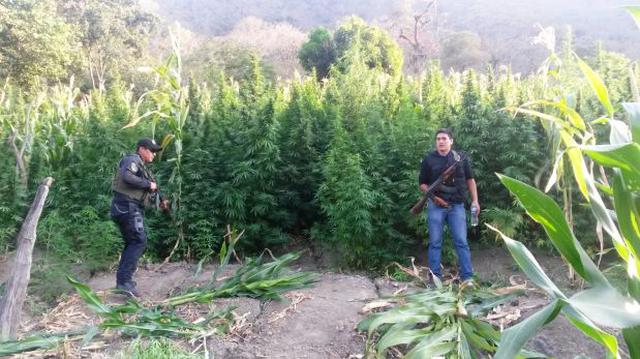 Policía destruyó más de 35.000 arbustos de marihuana en Piura - 1
