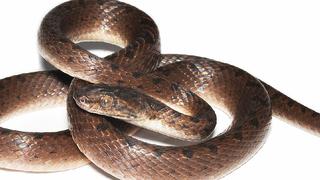 Descubren serpiente ‘ojo de gato’ en valle seco del sur de Ecuador