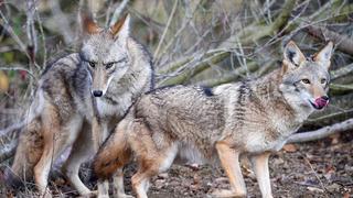 Coyotes que parecen perros buscando Sudamérica, un resultado de la deforestación