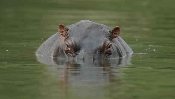 La confundió con un hipopótamo y le disparó en Sudáfrica. (AFP).