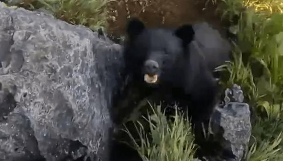 El oso le saltó encima al escalador, que debió defenderse con puñetazos y patadas. Ocurrió en Japón. (Captura de video).
