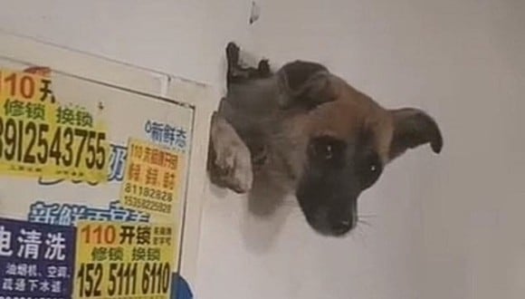 El rescate de un perro que quedó atrapado en una pared al intentar ocultarse del ruido de fuegos artificiales. (Foto: XSW224600 / Douyin)
