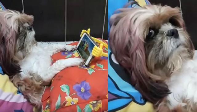 El perro actúa con mucha naturalidad mientras está recostado en una cama. (YouTube: ViralHog)