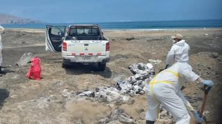 Ancón: recogen aves muertes encontradas en la orilla de distintas playas