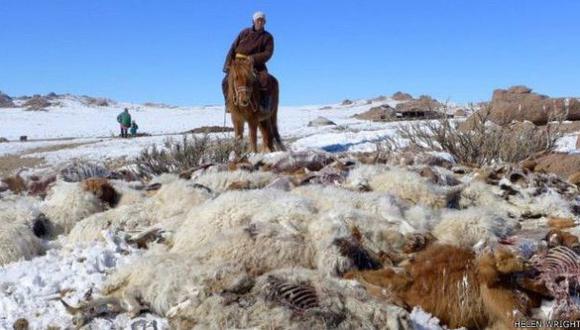 Dzud, el 'asesino' de animales de las estepas de Mongolia