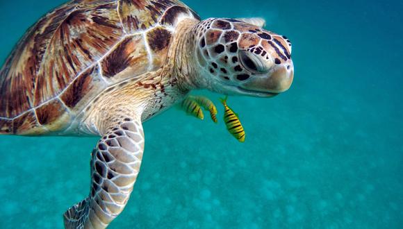 La audición de las tortugas es esencial para comunicarse y evitar a los depredadores. (Pixabay)