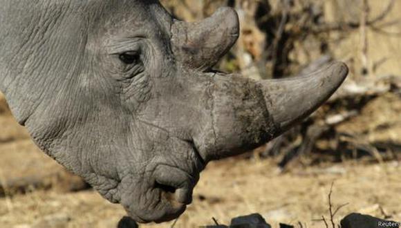 Sudáfrica traslada a sus rinocerontes para protegerlos
