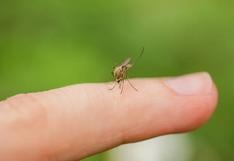 Así puedes evitar picadura de mosquitos durante el Verano 2024