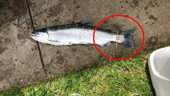 Un anillo de matrimonio atado en la cola de un pez inició la búsqueda por conocer la historia detrás. La verdad no decepcionó. (Foto: Robert Nichols/Facebook)