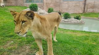 Chiclayanita, la leona que nació en el Parque de las Leyendas, cumple 3 años