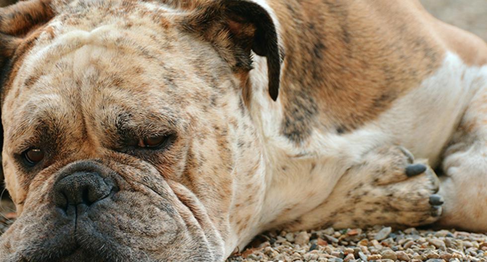 Con sus actitudes tu perro te indica si tiene alguna dolencia. (Foto: Pixabay)