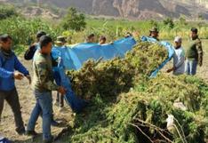 PNP erradica y destruye 120,000 plantones de marihuana en Ayacucho