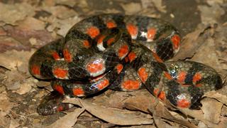 Madre de Dios: registran nueva especie de serpiente en el Parque Nacional Bahuaja Sonene