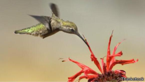 VIDEO: los colibríes vuelan mejor que un helicóptero