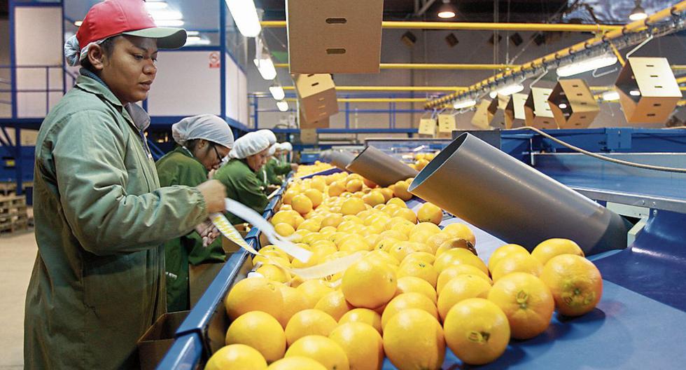 En 2020, las exportaciones de naranjas superaron los US$12 millones, en plena pandemia, señaló Quiñones.