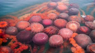 Callao: reportan gran cantidad de medusas en el mar de La Punta