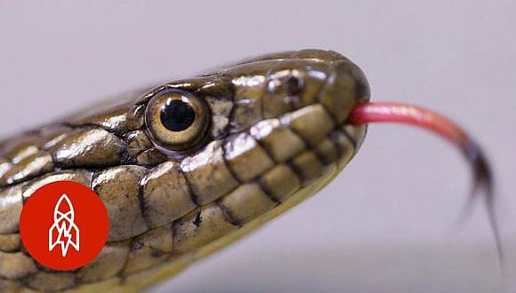 La serpiente de liga gigante ya no se encuentra en el 98 por ciento que las áreas que alguna vez pudo llamar 'hogar'. (Foto: YouTube)