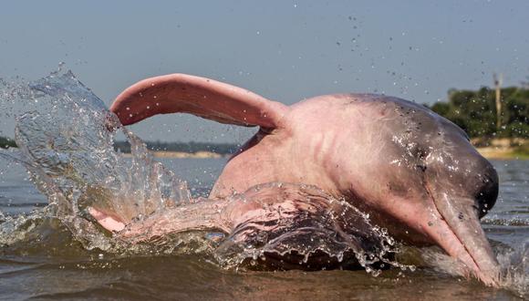 Delfín rosado de Amazonas en peligro