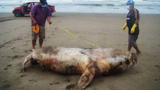 Áncash: 22 lobos marinos fueron hallados muertos en una semana
