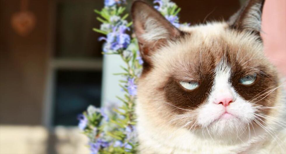 Murio Grumpy Cat La Famosa Gata Con Cara Enojada Que Inspiro