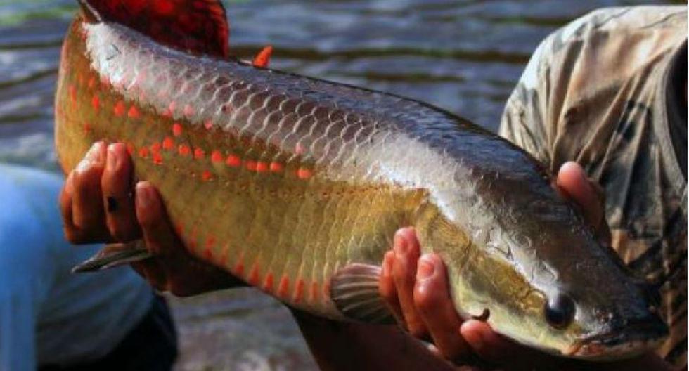 Posee alto valor nutritivo porque dicho pez es una fuente rica de vitaminas, minerales y Omega 3. (Foto: Andina)