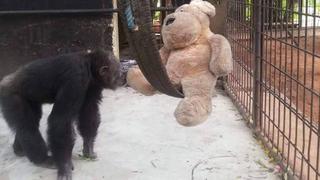 Facebook: chimpancé supera cuadro de depresión con peluches