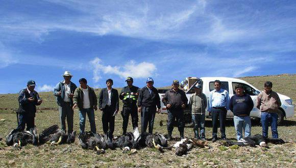 seis cóndores andinos muertos