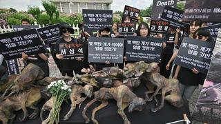 Consumo de carne de perro genera protestas en Corea del Sur | FOTOS Y VIDEO