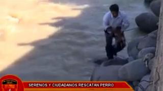 Arequipa: salvan a un perro de morir ahogado en el río [VIDEO]