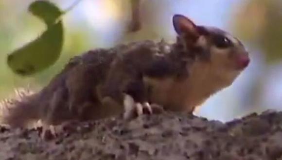 Descubren en Australia una nueva especie de marsupial