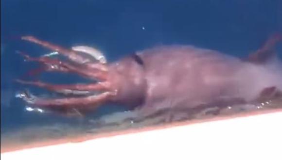 Marinos rusos captaron calamar de gran tamaño [VIDEO]