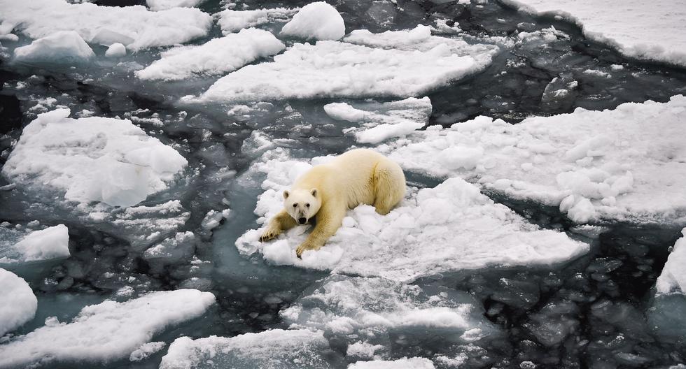 Los expertos señalan que la rápida desintegración de la capa de hielo podría ocasionar una subida del nivel del mar de varios metros este siglo. La imagen de agosto del 2021 muestra el panorama en el Ártico. (Foto: AFP)
