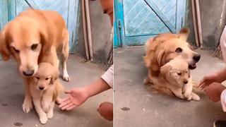 Youtube viral: Perro protege celosamente a su cachorro y genera mucha ternura