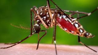 Corea del Sur confirma su primer caso de zika