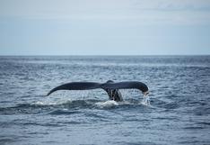 Avistamiento de ballenas en el norte peruano: dónde quedarse y todo lo que se debe saber