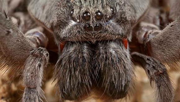 Nueva especie de araña sorprende a expertos por su gran tamaño